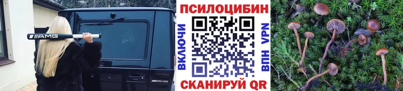 Псилоцибиновые грибы Psilocybe  Струнино 